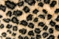 Panther fur pattern Royalty Free Stock Photo