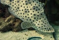 Panther Grouper Royalty Free Stock Photo