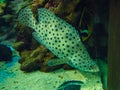 Panther Grouper Royalty Free Stock Photo