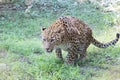 Panther hunting in safari. Leopard safari, India.