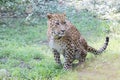 Panther hunting in safari. Leopard safari, India.