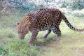 Panther hunting in safari. Leopard safari, India.