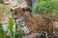 Panther / jaguar closeup - Panthera Onca - Royalty Free Stock Photo