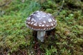 Panther mushroom in the forest