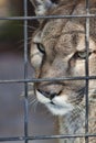 Panther in Prison Royalty Free Stock Photo