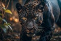 Panther stalking in jungle undergrowth Royalty Free Stock Photo