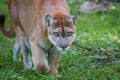 Panther stalks prey through forest floor Royalty Free Stock Photo