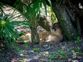 Panther Taking Shade From Hot Tropical Sun in Mexico