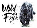 Panther watercolor painting predator animals puma jaguar wild & free Royalty Free Stock Photo