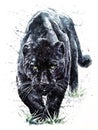 Panther watercolor predator animals wildlife painting Royalty Free Stock Photo