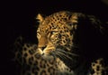 Panthera