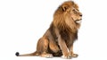 The Panthera Leo lion sits, looking away, isolated on white background, at 10 years old