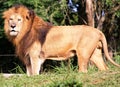 Panthera leo looking profile Royalty Free Stock Photo