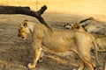 (Panthera leo persica) young female, National Park, Gir Sanctuary, Gujarat, India. Royalty Free Stock Photo