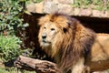 Panthera leo profile Royalty Free Stock Photo