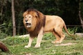 Panthera leo rugiendo Royalty Free Stock Photo