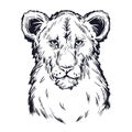 Panthera leo vector baby tabby portrait in closeup isolated sketch t-shirt print, monochrome. Black furry coat feline animal.