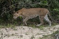 Panthera Paradus Kotiya Sri Lanka Leopard, Royalty Free Stock Photo