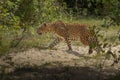 Panthera Paradus Kotiya Sri Lanka Leopard Royalty Free Stock Photo