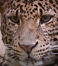 Panthera pardus melas head and eyes