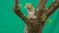 Panthera pardus perched in a tree with its forelegs draped over a Royalty Free Stock Photo