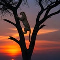 (Panthera pardus) is perched on a tree, silhouetted against a vibrant Royalty Free Stock Photo
