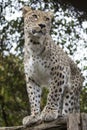 Panthera pardus saxicolor, Persian Leopard Royalty Free Stock Photo