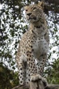 Panthera pardus saxicolor, Persian Leopard Royalty Free Stock Photo