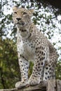 Panthera pardus saxicolor, Persian Leopard Royalty Free Stock Photo