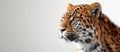 Panthera pardus on white background , AI generated