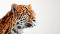 Panthera pardus on white background , AI generated