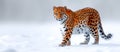 Panthera pardus on white background , AI generated