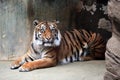 Panthera tigris Royalty Free Stock Photo
