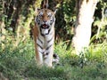 Panthera tigris altaica looking