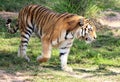 Panthera tigris altaica profile in zoo