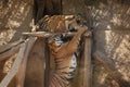 Panthera tigris sumatrae - Sumatran Tiger - two playing tigers