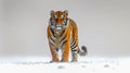 Panthera tigris on white background , AI generated