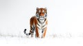 Panthera tigris on white background , AI generated