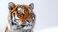 Panthera tigris on white background , AI generated