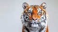 Panthera tigris on white background , AI generated