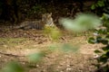 Panthera tigris tigris or wild male bengal tiger resting at ranthambore national park or tiger reserve sawai madhopur rajasthan Royalty Free Stock Photo