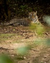 Panthera tigris tigris or wild male bengal tiger resting at ranthambore national park or tiger reserve sawai madhopur rajasthan Royalty Free Stock Photo