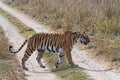 Panthera tigris - wild tigress crossing the road in an Indian forest Royalty Free Stock Photo