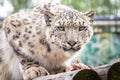 Panthera uncia. Snow leopard. Irbis. Uncia uncia. Royalty Free Stock Photo