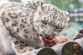 Panthera uncia. Snow leopard. Irbis. Uncia uncia. Royalty Free Stock Photo