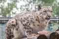 Panthera uncia. Snow leopard. Irbis. Uncia uncia. Royalty Free Stock Photo