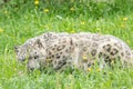 Panthera uncia. Snow leopard. Irbis. Uncia uncia. Royalty Free Stock Photo