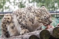 Panthera uncia. Snow leopard. Irbis. Uncia uncia. Royalty Free Stock Photo