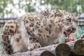 Panthera uncia. Snow leopard. Irbis. Uncia uncia. Royalty Free Stock Photo