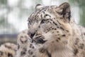 Panthera uncia. Snow leopard. Irbis. Uncia uncia. Royalty Free Stock Photo